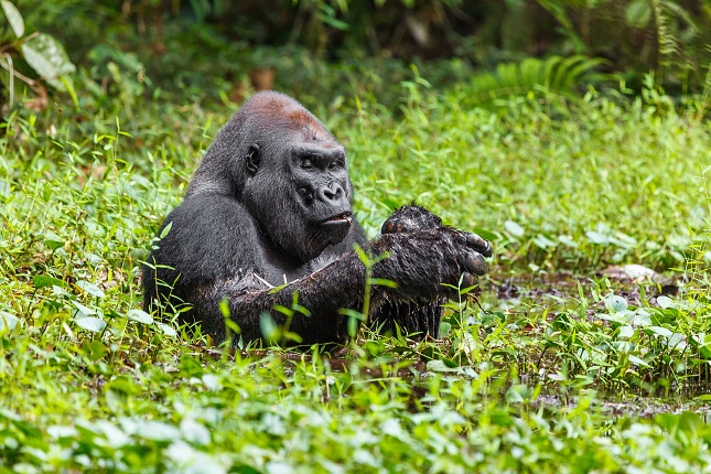 Gorily nížinné ohrožuje v přírodě zejména ničení jejich prostředí a pytláctví. To se Zoo Praha snaží v Kamerunu omezit vzdělávacími aktivitami, z nichž nejvýznamnější je projekt Toulavý autobus probíhající od roku 2013 pod záštitou WAZA. Foto Miroslav Bobek